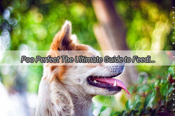  Poo Perfect The Ultimate Guide to Feeding Your Dog for Healthy Stools